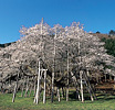 Usuzumi-zakura(Cherry blossoms)(Motosu-city Neo)